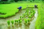 LANDWIRTSCHAFTLICHE FACHREISE Thailand